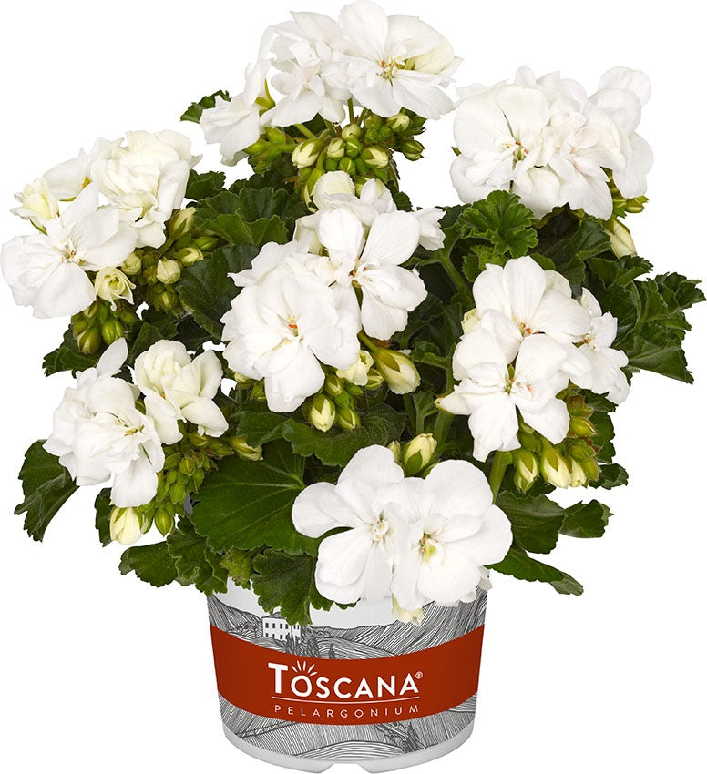Perkplanten terras schaal 21 cm Pelargonium Zonale Dolce Vita Erika White