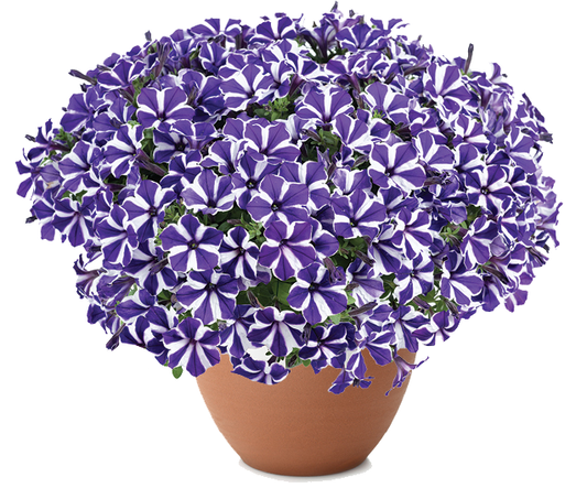 Hangpot perkplanten 23 cm Petunia Blue Diamond