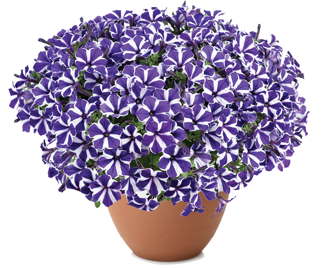 Perkplanten potmaat 10,5 cm Petunia Blue Diamond