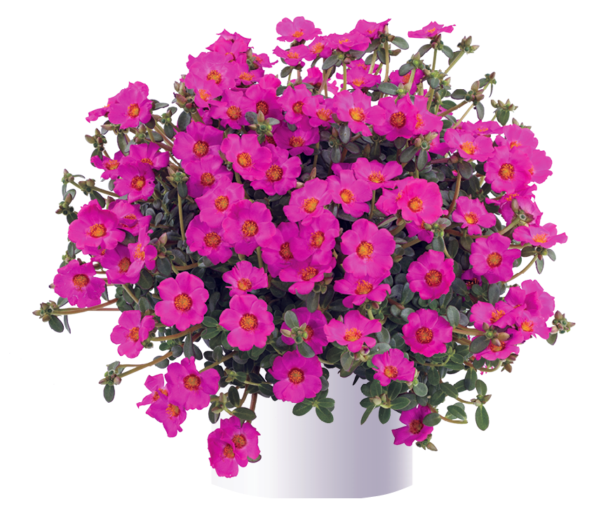 Hangpot perkplanten 23 cm Portulaca Pazzaz Nano Purple