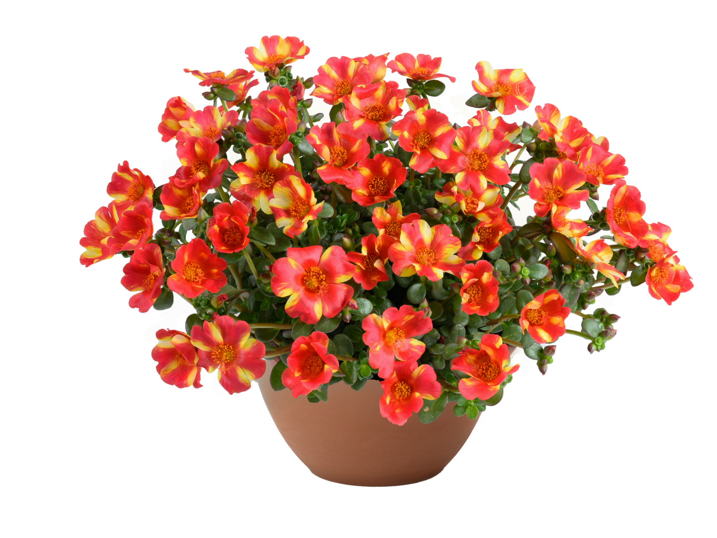 Perkplanten potmaat 10,5 cm Portulaca Pazzaz Nano Scarlet Twist