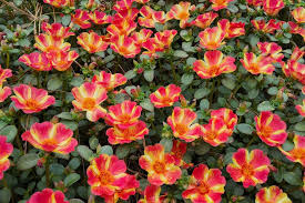 Perkplanten potmaat 10,5 cm Portulaca Pazzaz Nano Scarlet Twist