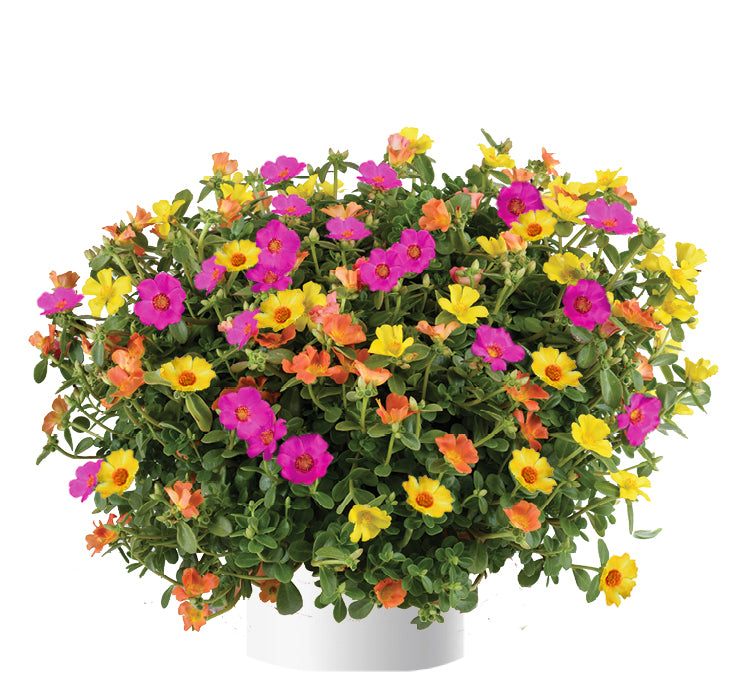 Hangpot perkplanten 23 cm Portulaca Happy Summer