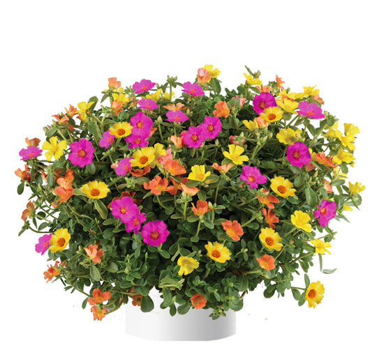 Hangpot perkplanten 23 cm Portulaca Happy Summer