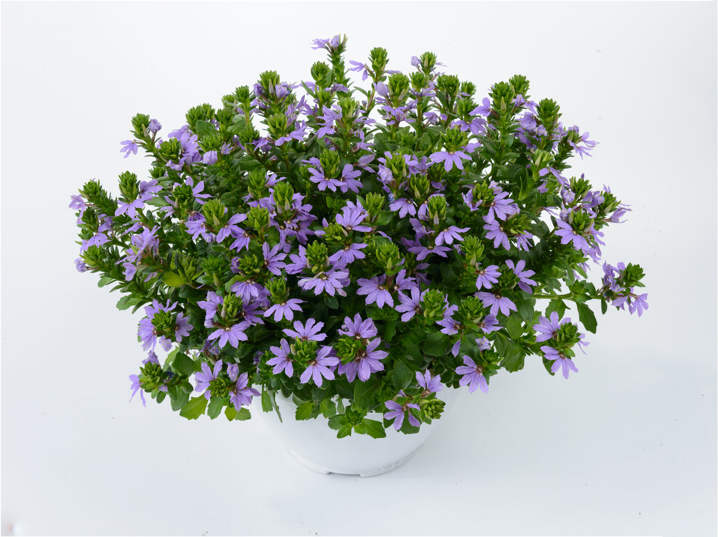 Hangpot perkplanten 23 cm Scaevola Aemula Touch Blue