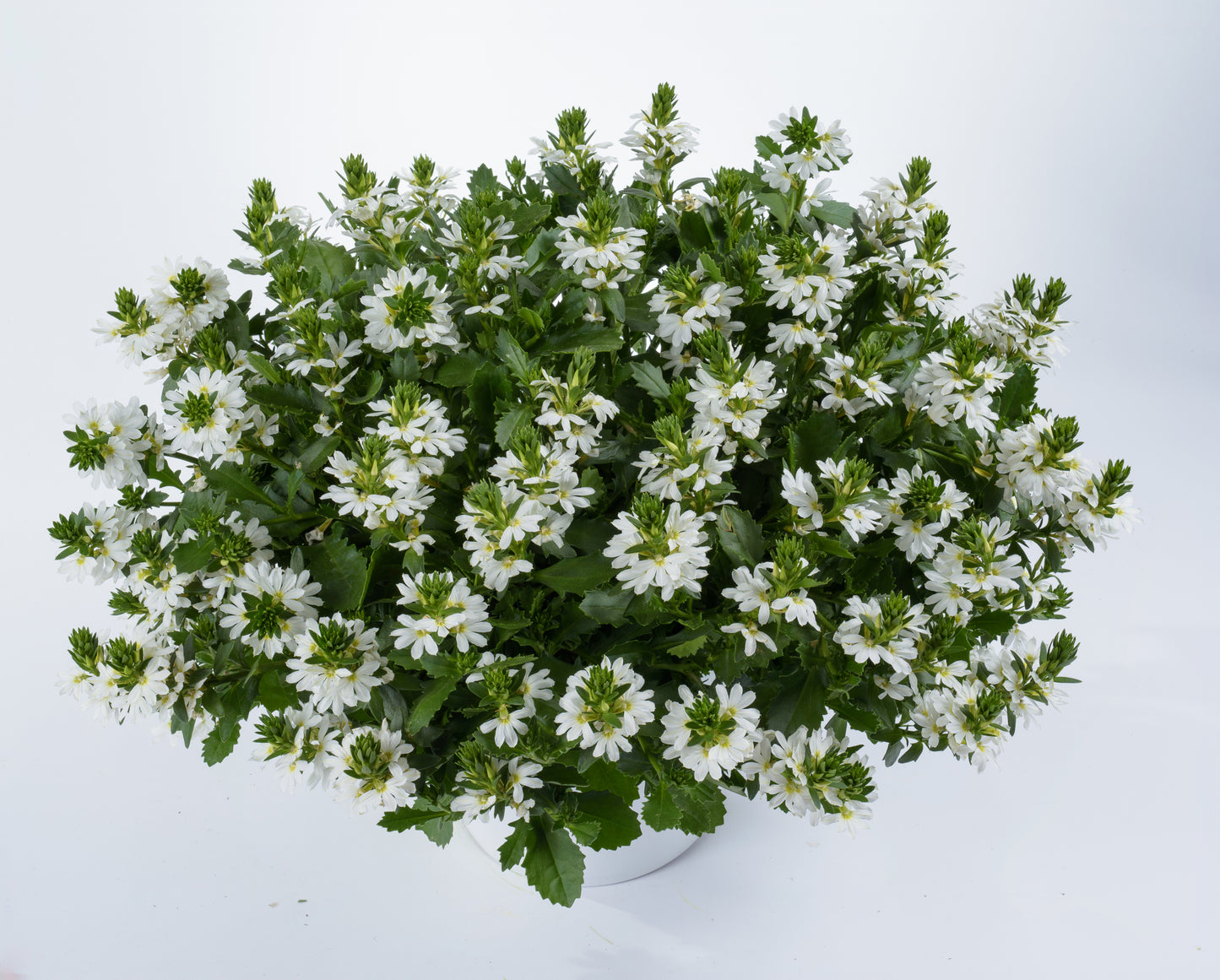 Hangpot perkplanten 23 cm Scaevola Aemula Touch White