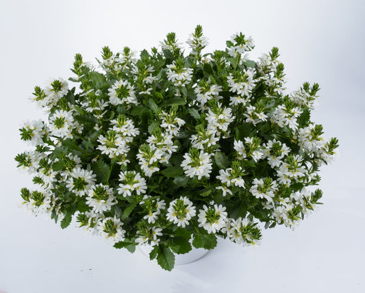 Hangpot perkplanten 23 cm Scaevola Aemula Touch White