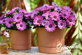 Perkplanten potmaat 10,5 cm Osteospermum Senorita Davina