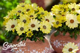 Perkplanten potmaat 10,5 cm Osteospermum Senorita Solana