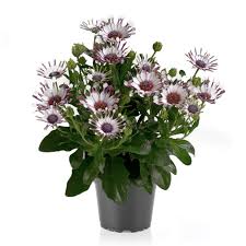Perkplanten potmaat 10,5 cm Osteospermum Senorita Spoon White