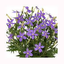 Perkplanten potmaat 10,5 cm Isotoma Stella Blue