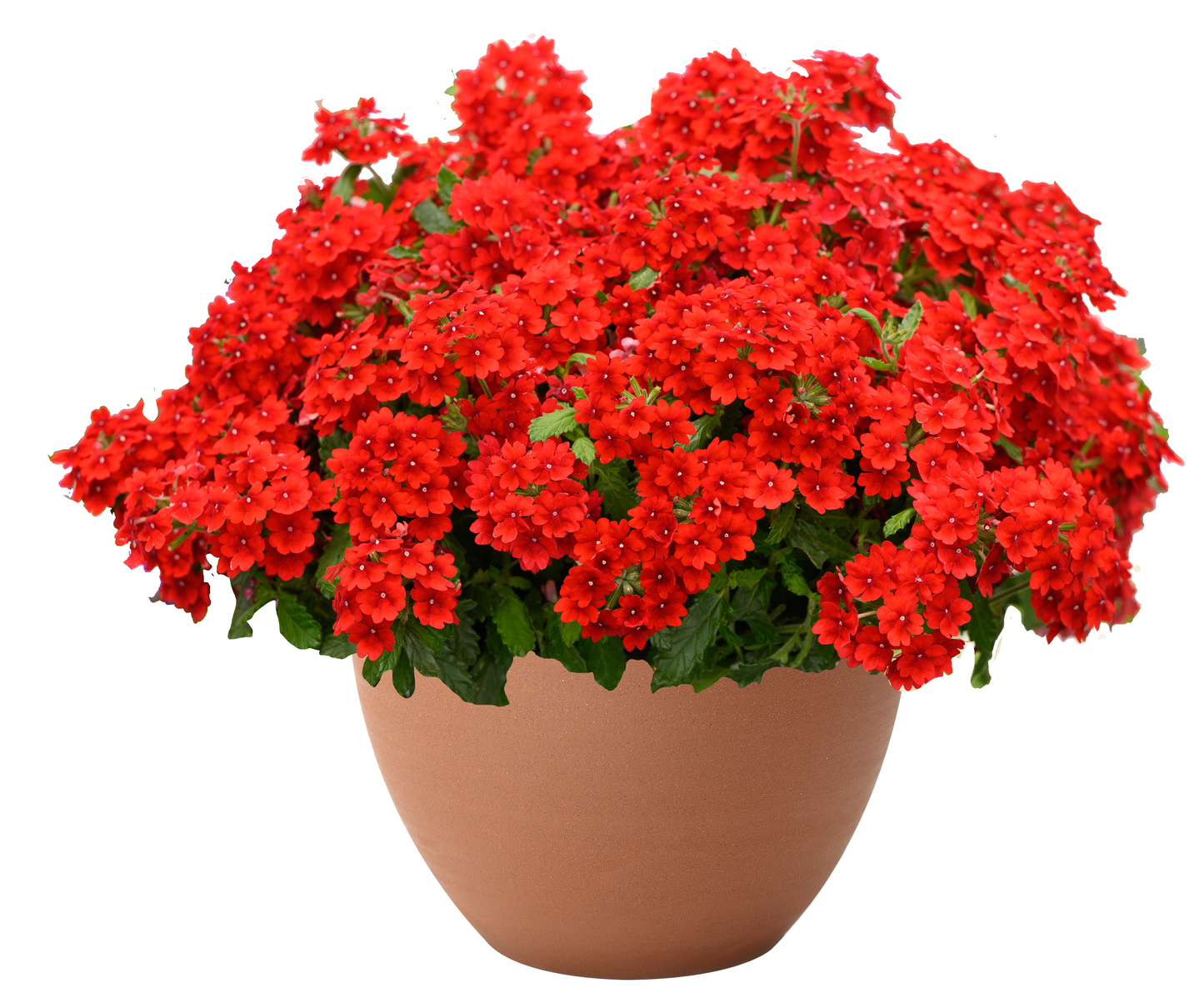 Hangpot perkplanten 23 cm Verbena Virgo Compact Hot Red