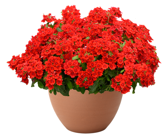 Hangpot perkplanten 23 cm Verbena Virgo Compact Hot Red