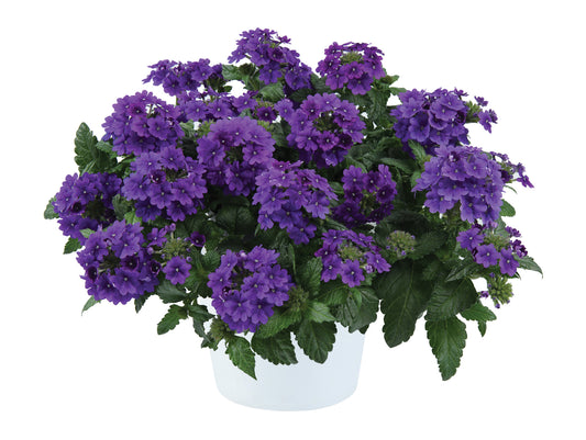 Hangpot perkplanten 23 cm Verbena Virgo Purple Blue