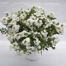 Hangpot perkplanten 23 cm Verbena Virgo White