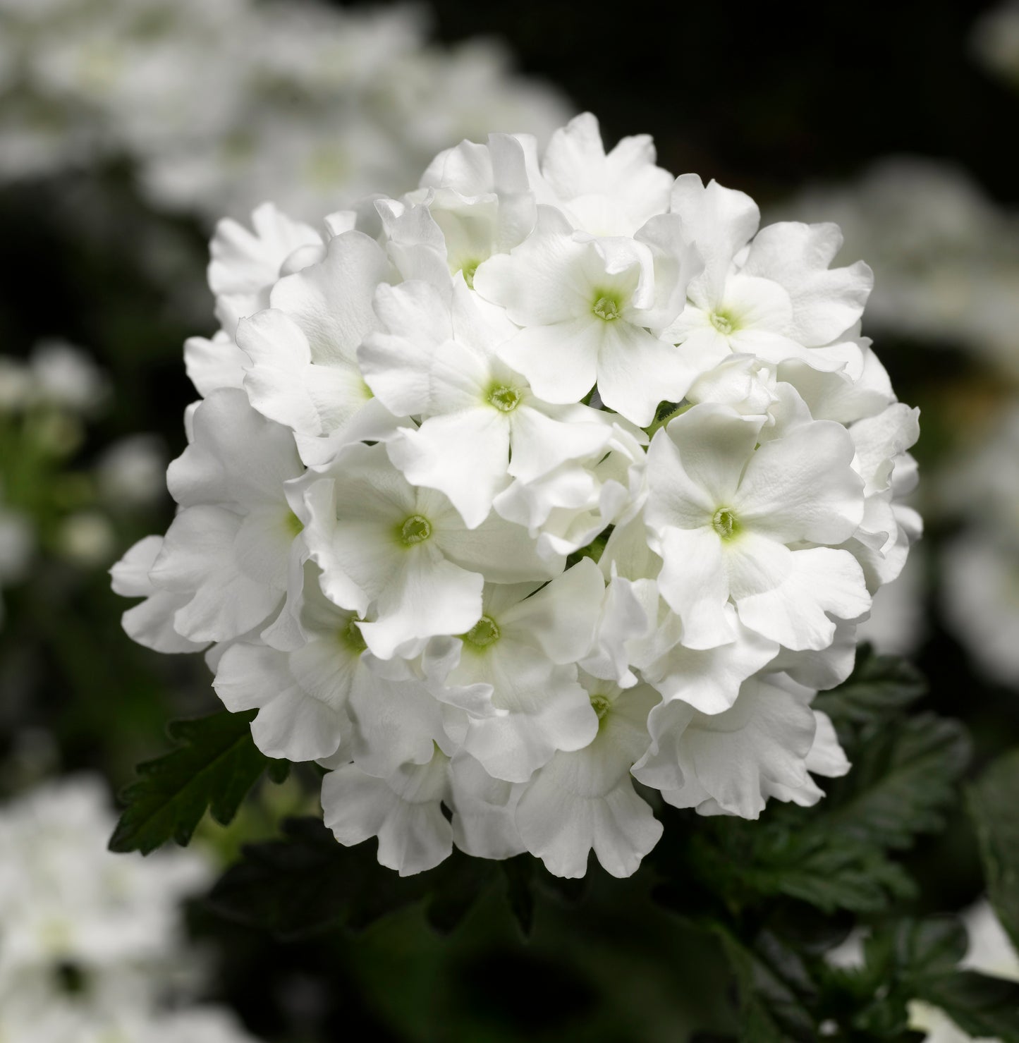Hangpot perkplanten 23 cm Verbena Virgo White