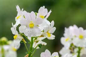 Perkplanten terras schaal 21 cm Nemesia Wisley Vanilla