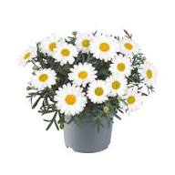 Perkplanten terras schaal 21 cm Argyranthemum Frutescens Everest